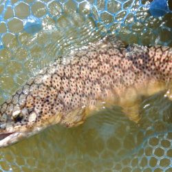 備えあれば患いなし ～岡崎トラウトポンド～